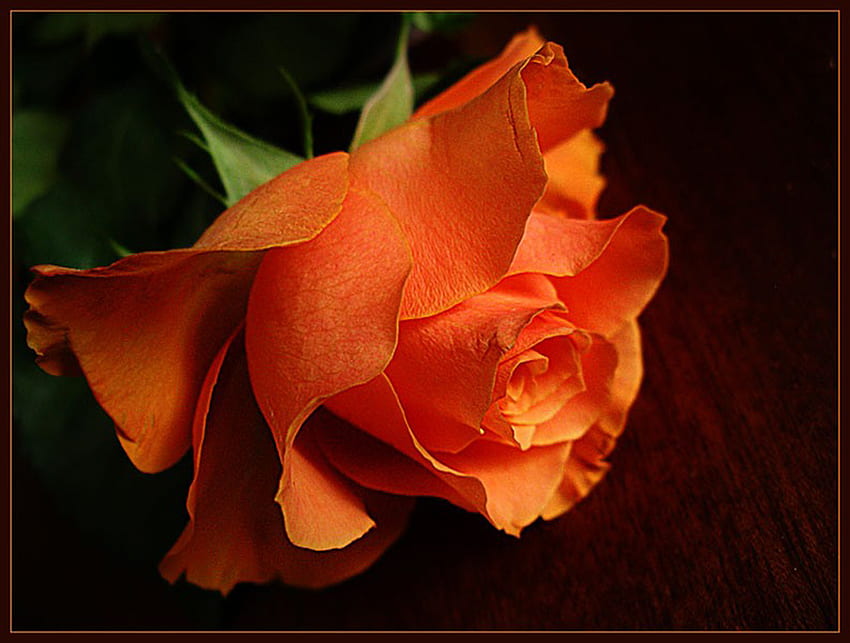 Rosa laranja, rosa, amor, pétala, flor papel de parede HD