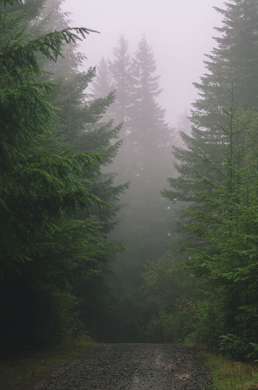 roxeterawr. Piękna przyroda, grafika natury, deszcz, przytulny las Tapeta na telefon HD
