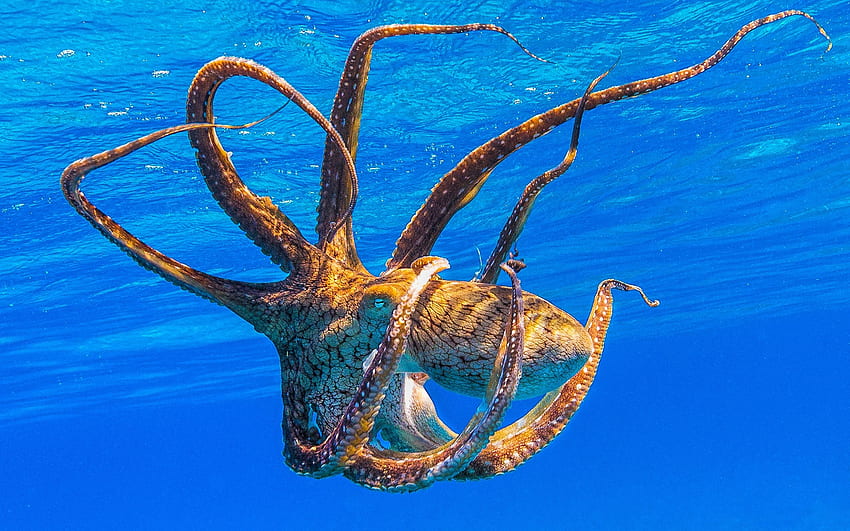 gurita, margasatwa, dunia bawah laut, air biru, Octopoda, hewan laut, kerang, samudra Wallpaper HD