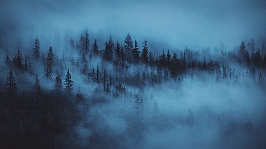 Природа, дървета, зора, гора, мъгла HD тапет
