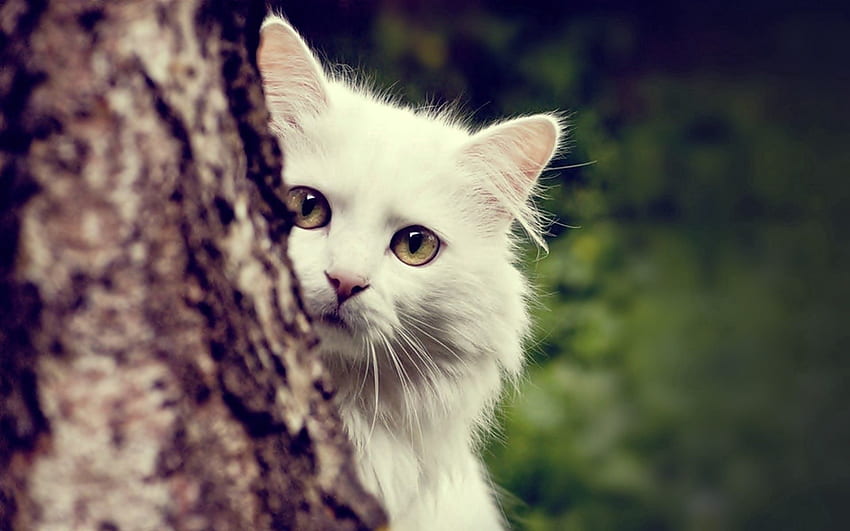 Animals, Wood, Cat, Fluffy, Tree, Peek Out, Look Out HD wallpaper