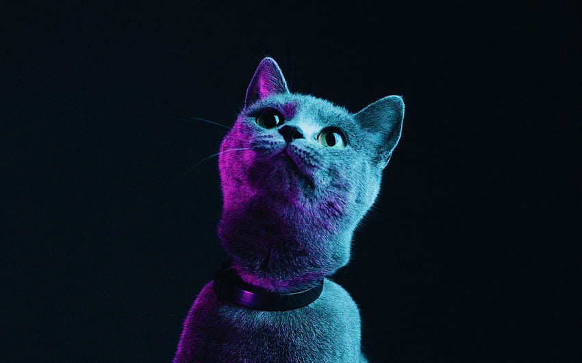 cat, gray, pet, neon 16:10 background, Animal Neon HD wallpaper