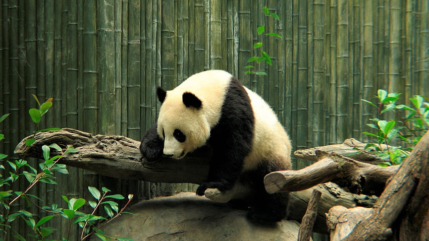 Zoo Cute Panda HD wallpaper