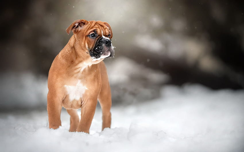 Немски боксьор, малко кафяво кученце, сладко малко куче, домашни любимци, кученца, зима, сняг за с резолюция . Високо качество HD тапет
