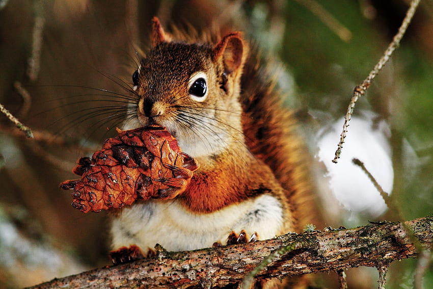 Animals, Squirrel, Food, Branch, Bump, Cone HD wallpaper