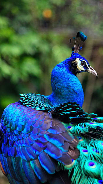 Page 6 | bird peacock HD wallpapers | Pxfuel