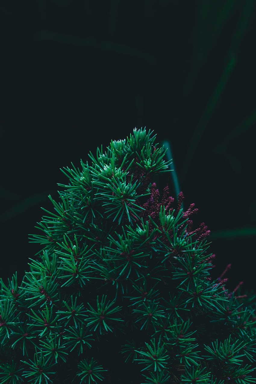 Pine, Macro, Branch, Needles, Barbed, Spiny HD phone wallpaper
