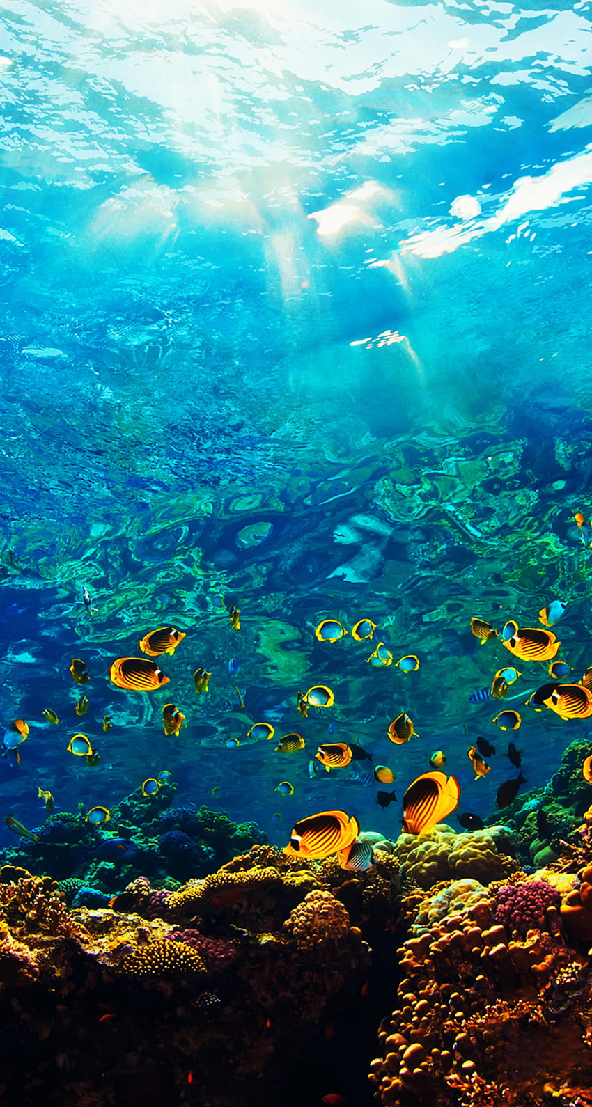 Thế giới dưới nước là một cuộc phiêu lưu tuyệt vời với hàng nghìn loài sinh vật kỳ diệu, từ cá sấu đến rùa biển, đến cá mập khổng lồ. Hãy khám phá thế giới kỳ thú này trong bức ảnh đầy mê hoặc này.