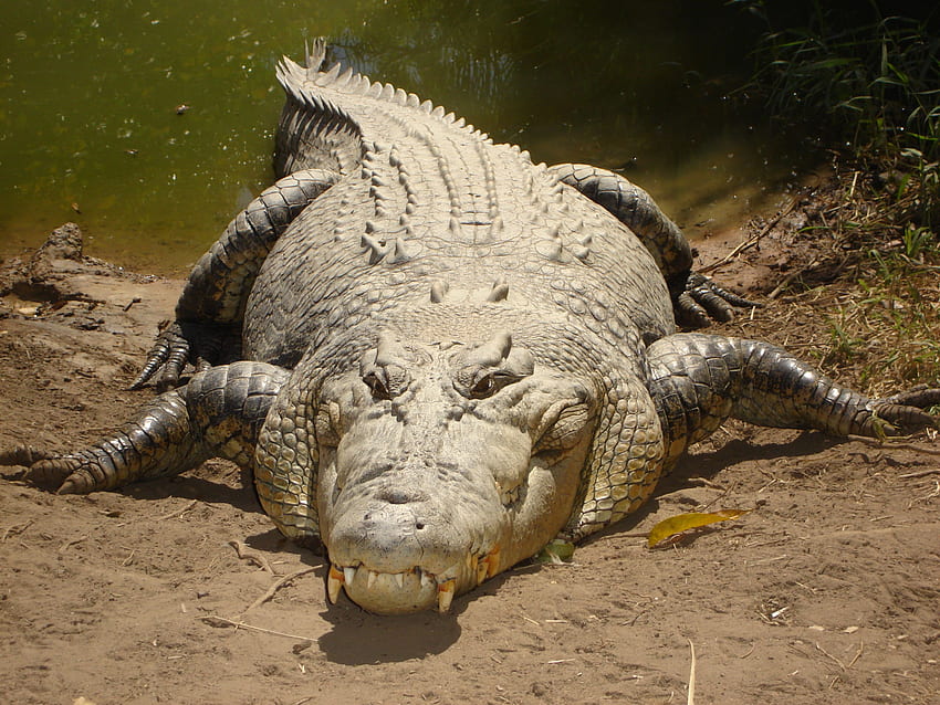 1,000+ Free Crocodile & Alligator Images - Pixabay