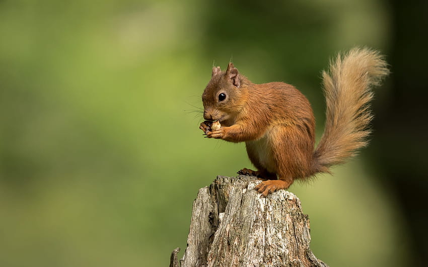 Squirrels, animal, eating, rodent, squirrel HD wallpaper