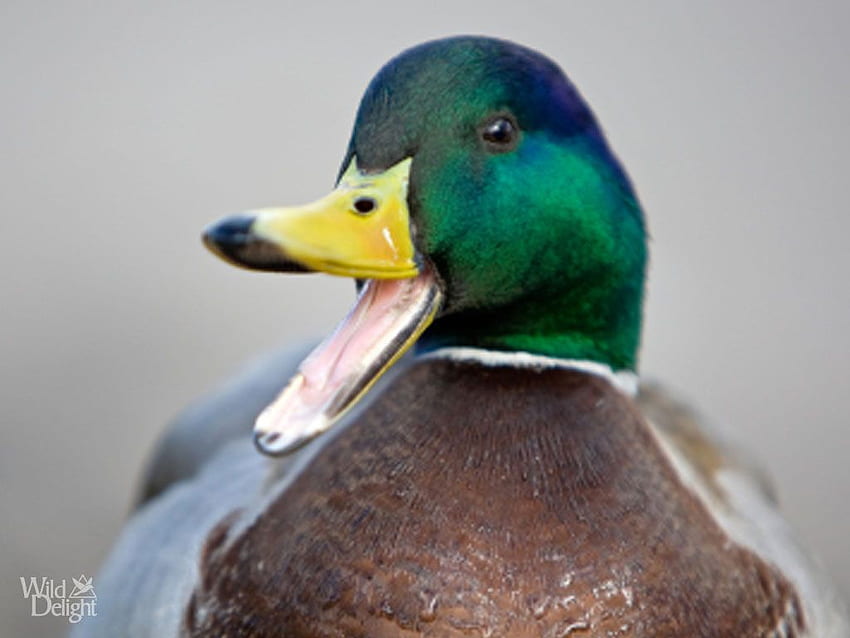 Mallard (Duck) - Wild DelightWild Delight. Enten, Stockente, Jagd, Funny Duck HD wallpaper