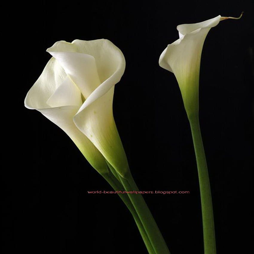 Piękne kwiaty lilii kalii [] na telefon komórkowy i tablet. Poznaj białe lilie. Kwiat lilii, granica lilii wodnej, lilly na komputer Tapeta na telefon HD