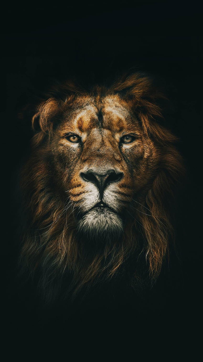 iPhone de cara de león, arte de león fondo de pantalla del teléfono