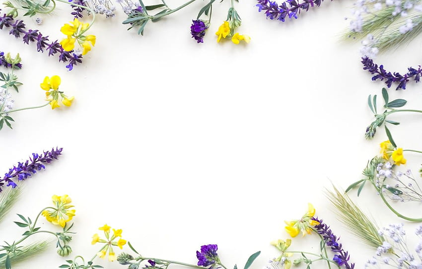 flores, campo, amarillo, flores, púrpura, marco para, sección цветы fondo de pantalla