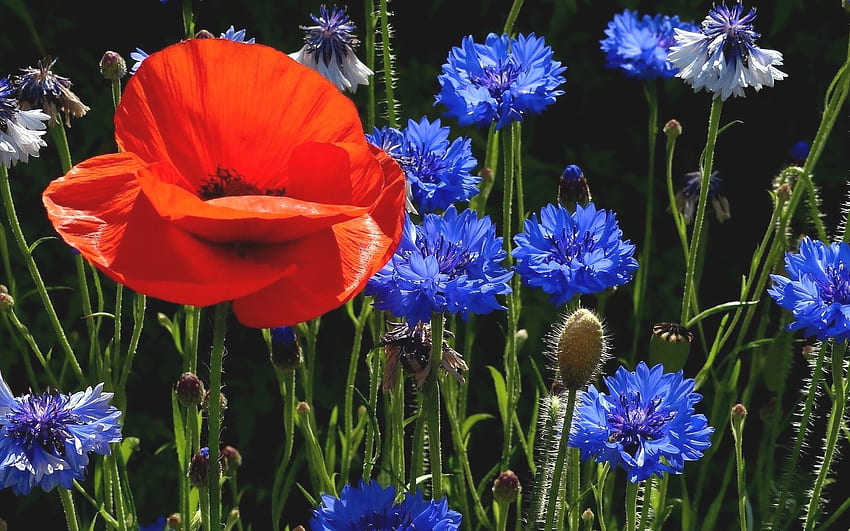 Poppy and Cornflowers, poppy, cornflowers, meadow, flowers, macro HD wallpaper