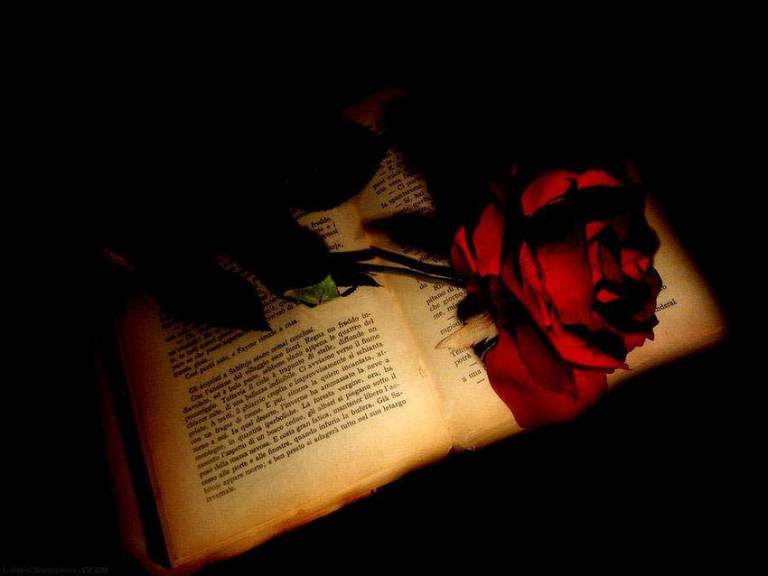 Red Rose On A Book HD wallpaper