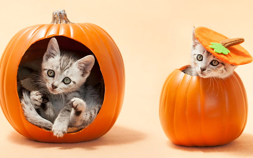 Buon Halloween!, gattino, animale, carino, gatto, arancia, pisica, halloween, coppia, zucca, divertente Sfondo HD