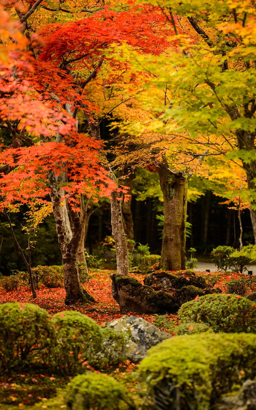 สวนหลักของวัด Enkouji (圓光寺), เกียวโต ประเทศญี่ปุ่น, ที่จุดสูงสุดของใบไม้ร่วง เครื่องดื่มที่ได้รับแรงบันดาลใจในฤดูใบไม้ร่วง, กิจกรรมสนุกๆ ในฤดูใบไม้ร่วง, ไอโฟน, ฤดูใบไม้ร่วงของเกียวโต วอลล์เปเปอร์โทรศัพท์ HD