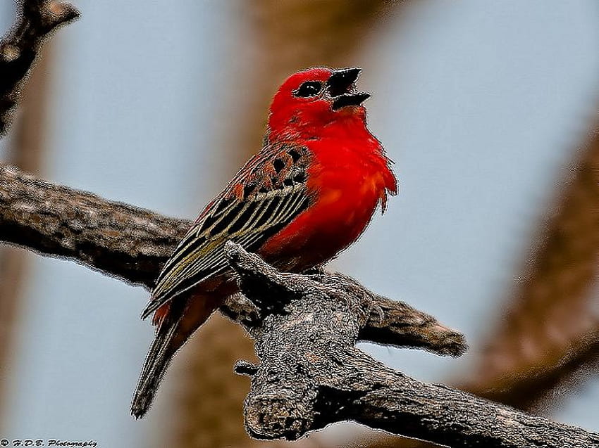 dama de rojo, rama, canto, pájaro, rojo blanco y negro, árbol fondo de pantalla