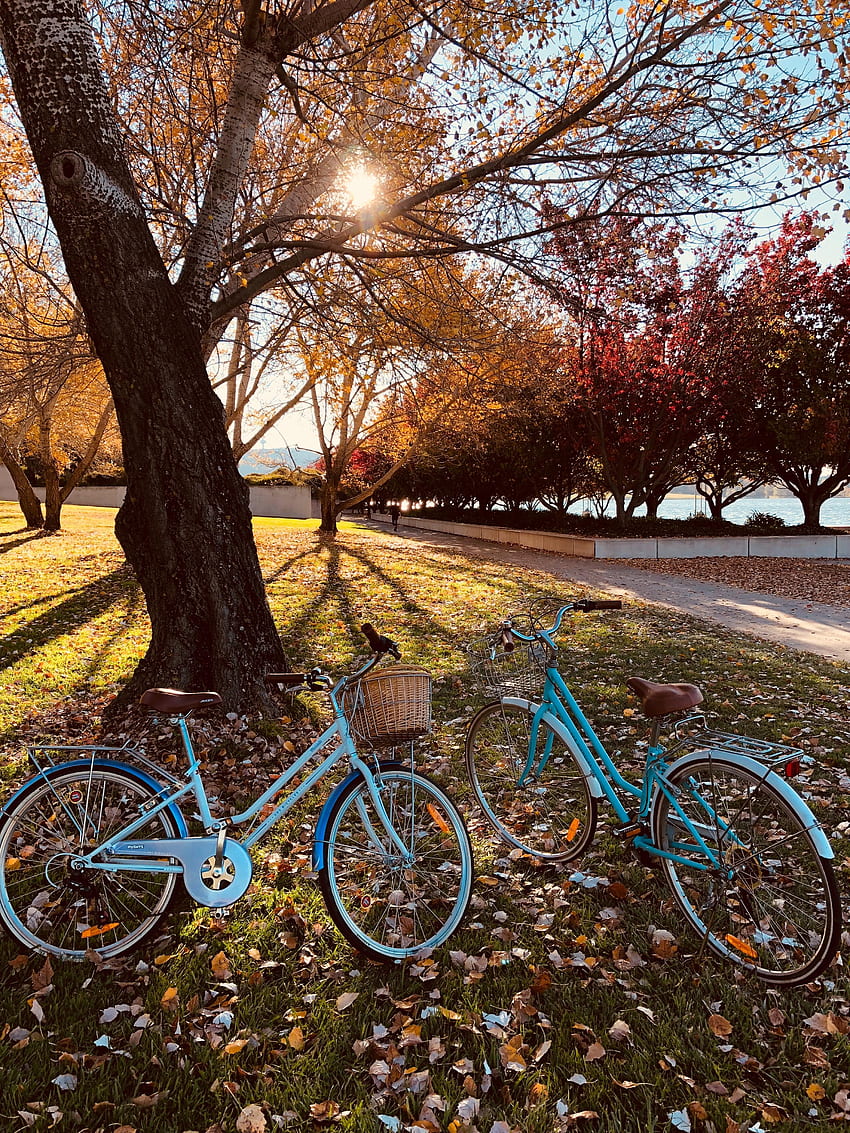 Bicycles, , , Stroll, Autumn Park HD phone wallpaper