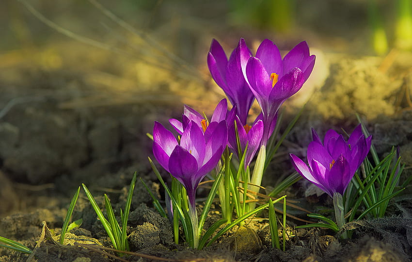 Fleurs de printemps, fleurs, printemps, crocus, violet, fraîcheur, beau Fond d'écran HD