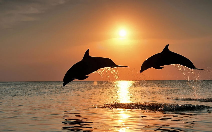 Zwierzęta, zachód słońca, delfiny, morze, para, para, odbicie, skok Tapeta HD