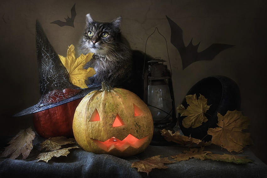 Halloween, daykiney, kucing, kelelawar, penyihir, pisici, labu, daun, topi Wallpaper HD