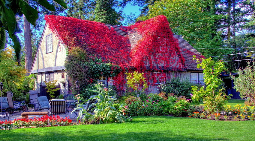 fantastyczny dom wiejski pokryty czerwoną winoroślą r, trawnik, winorośl, dom, czerwony, ogród, r Tapeta HD