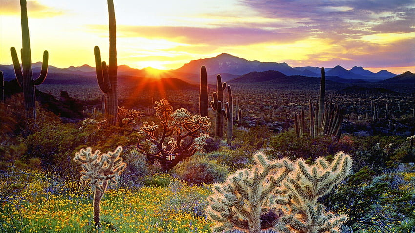 the best desert sunset ever!, desert, mountains, cactus, sunset HD wallpaper