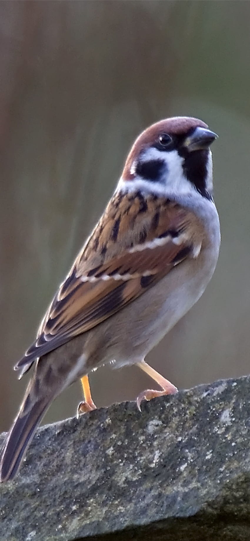 Best House sparrow iPhone , Sparrow Bird HD phone wallpaper