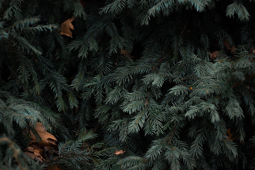 Nature, Needle, Branches, Spruce, Fir, Needles HD wallpaper