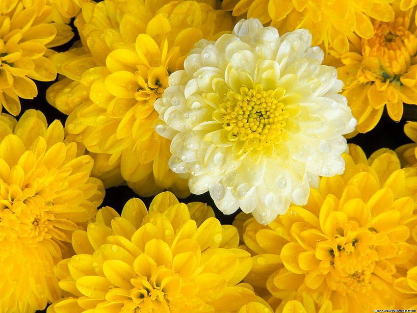 flowers for flower lovers Flowers [] for your , Mobile & Tablet. Explore Flower For . Flower , Springtime s, August Flowers HD wallpaper
