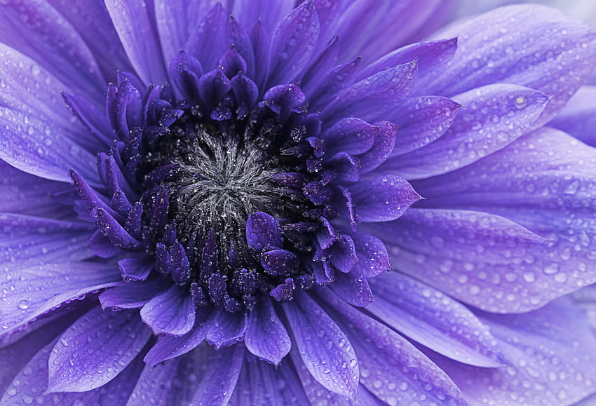 Fiore viola, fioritura, macro Sfondo HD
