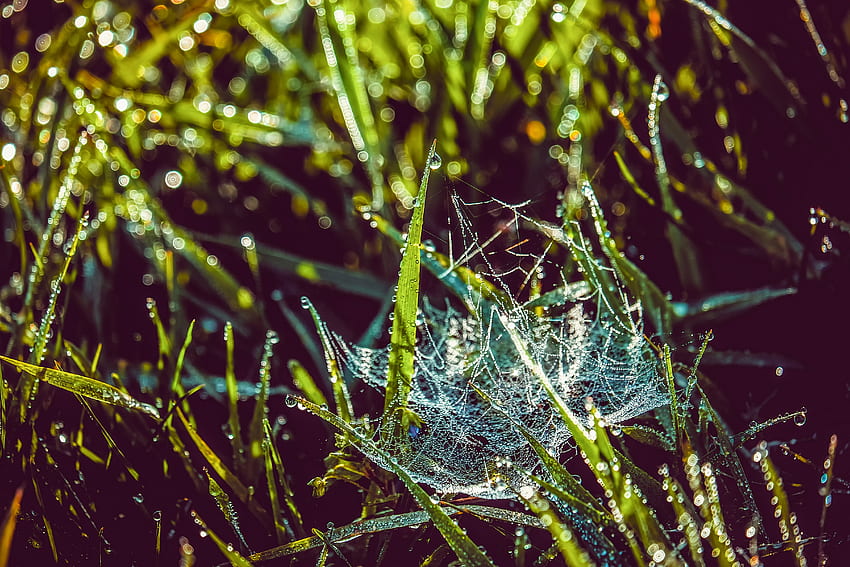 Gras, Netz, Tropfen, Makro, Nass, Tau, Früher Morgen HD-Hintergrundbild
