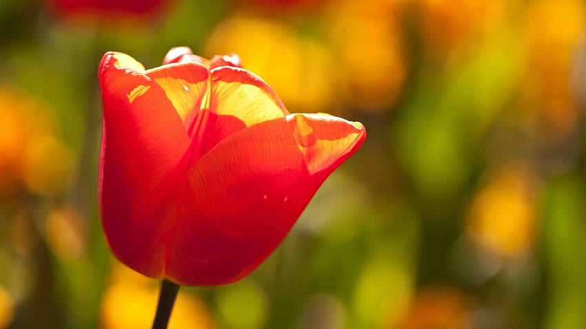 Red Tulip For My DN Beauties, field, red, garden, beautiful, nature, flowers, tulips HD wallpaper