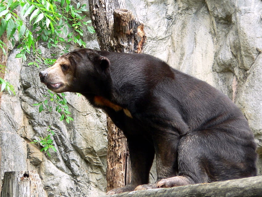 sun bear ,pic3, is that food, look at me, sunning HD wallpaper
