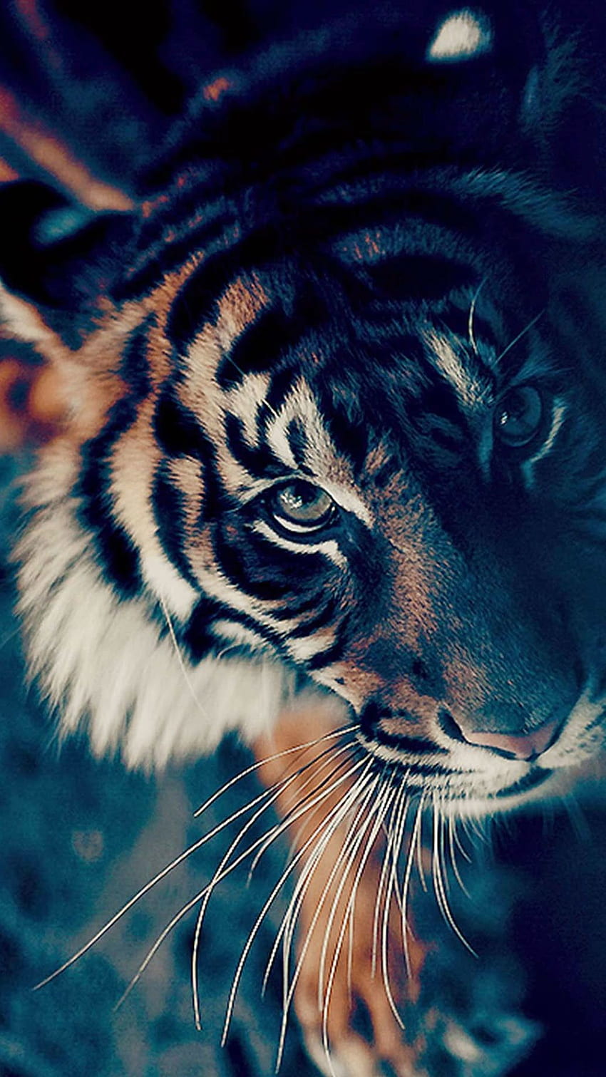 Page 38 | animated tiger HD wallpapers | Pxfuel