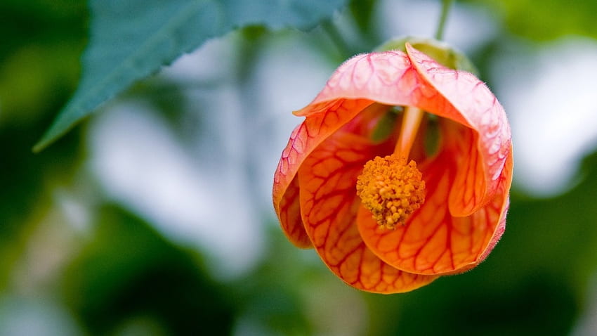 ดอกตูมสวยงาม ธรรมชาติ มาโคร ดอกตูม ดอกไม้ วอลล์เปเปอร์ HD