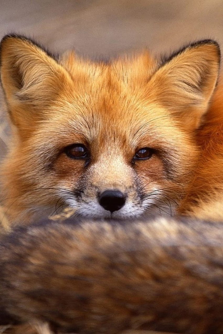 Najlepsze pomysły Foxa. lis, sztuka lisa, zabawny lis Tapeta na telefon HD