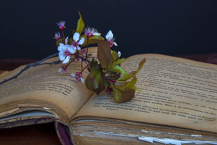 libro, libri, cultura, fiori, sono uno studente, vecchi, vecchi libri, leggere, leggere, scuola. Mocah, Libri antichi Sfondo HD