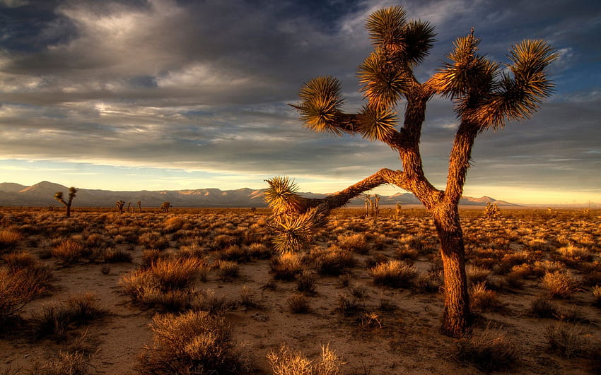 Fond de désert avec désert de cactus, scènes de désert Fond d'écran HD
