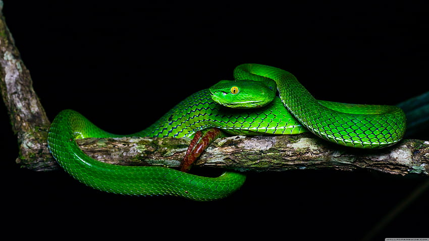 아름다운 Gumprecht의 Green Pit Viper, Trimeresurus Gumprechti Snake Ultra Background for U TV : & 울트라와이드 & 노트북 : 멀티 디스플레이, 듀얼 & 트리플 모니터 : 태블릿 : 스마트폰 HD 월페이퍼