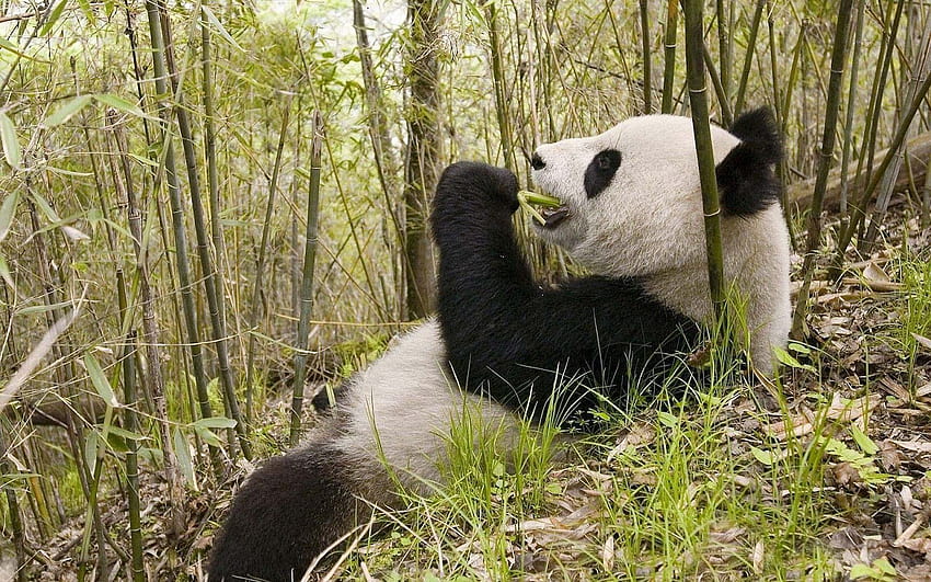 of a eating panda bear. Animals HD wallpaper