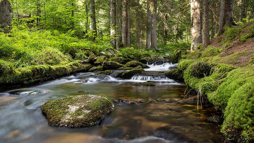 Forest Stream, água, floresta, rochas, fluxo papel de parede HD