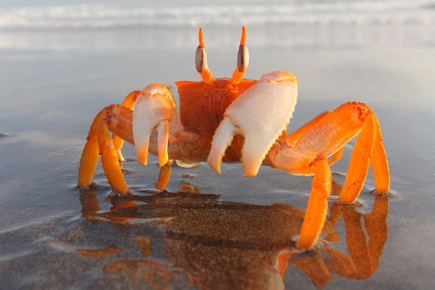 Crabe, poisson, sable, eau Fond d'écran HD