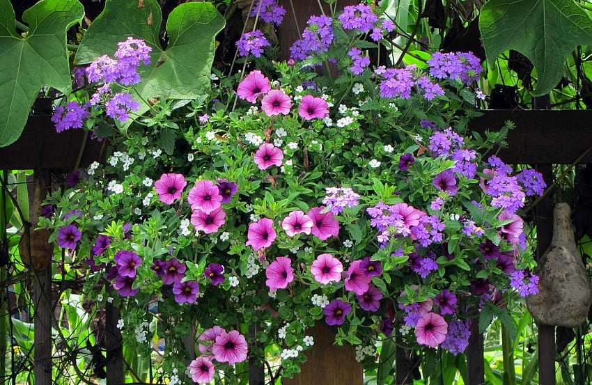 Kwiaty, zielenie, ogrodzenia, ogrodzenia, doniczki, rośliny doniczkowe, petunia, werbena Tapeta HD