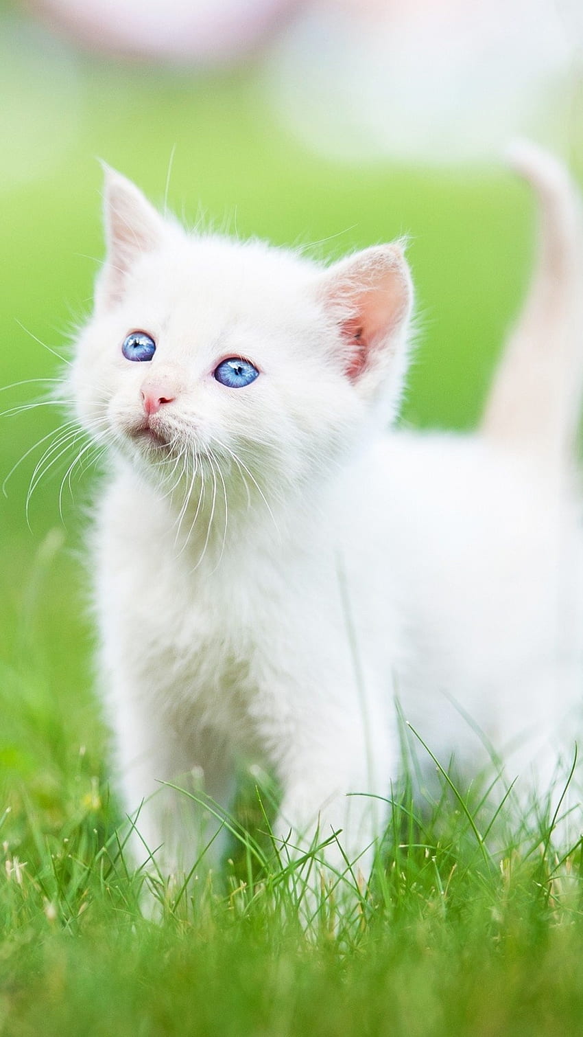 Cute Baby Cat, Small Cat HD phone wallpaper
