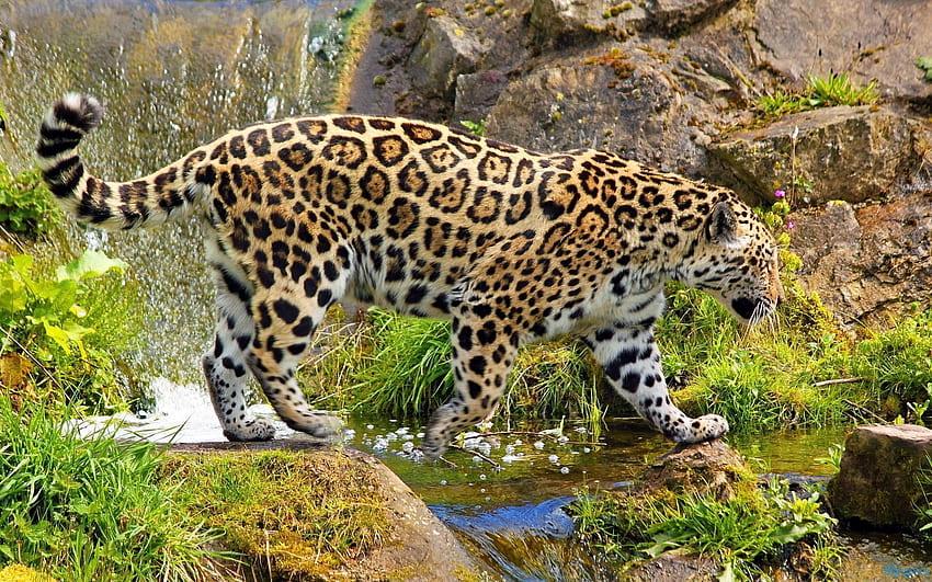 Beautiful Wild Jaguar : HD wallpaper