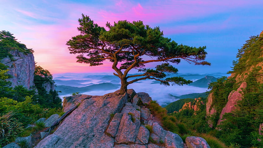 Pine Tree At Daedunsan, South Korea, landscape, clouds, colors, sky, mountains, rocks, tree HD wallpaper