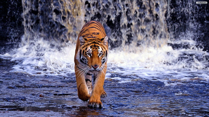 Tiger, schöner Tiger HD-Hintergrundbild